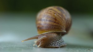 Garden snail crawling - Free Stock Video