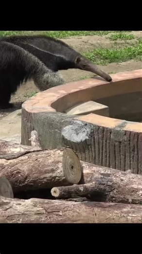 Funnylifeanimals on TikTok