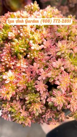 Nature or Art? This Aeonium 'Big Dream' , a Rare Plant You’ve Never Seen #raresucculents