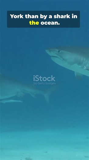 shark facts #facts #grandquiz #independencedayquiz #animals #wildlife #honey