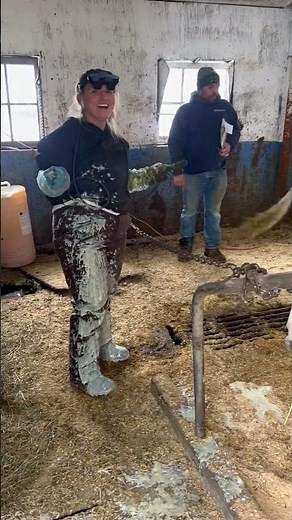 Explosive Cow Abscess! #cow #pimplepopping #veterinary #farming