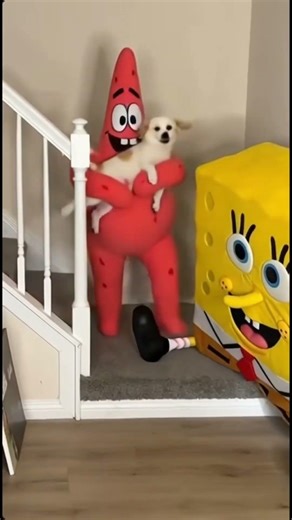 Good Night #spongebob #patrickstar #funny #parody