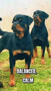 Why do Rottweilers have such a dangerous reputation?