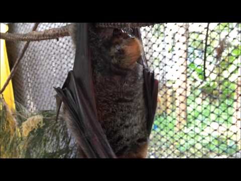 Bat gives birth - Grey-Headed FLying-Fox in labour