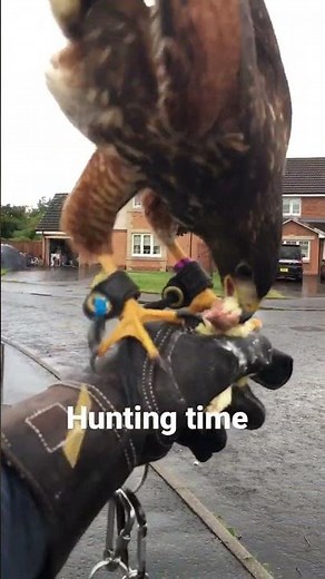 Harris hawk Hunting time
