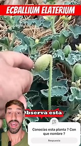 Ecballium elaterium científicamente es una planta de la familia de las cucurbitaceas! Más conocida como pepinillo del diablo ! Una planta comestible pero con una particularidad única ! | Planeta Jardin
