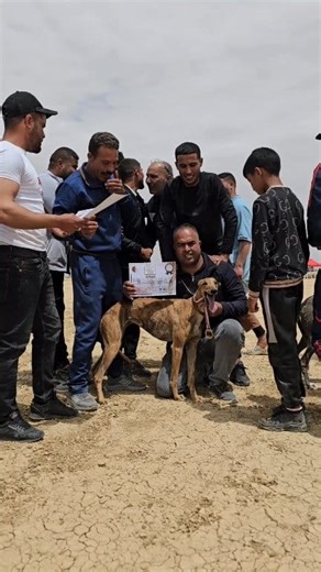 #dogs #whippet #thetopdogstore #greyhound #whippets #GreyhoundRacing #greyhoundsofinstagram #dogtraining #greyhoundsofig #IrishGreyhound #dogtrainer #whippetracing #dogracing #irishgreyhounds #greyhounds #lurchersofinstagram #dogfitnesstraining #saluki #سلوقي | ALGeriaN Saluki