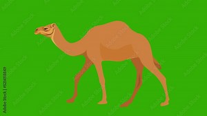 Camel Walk Cycle Animation, camel riding