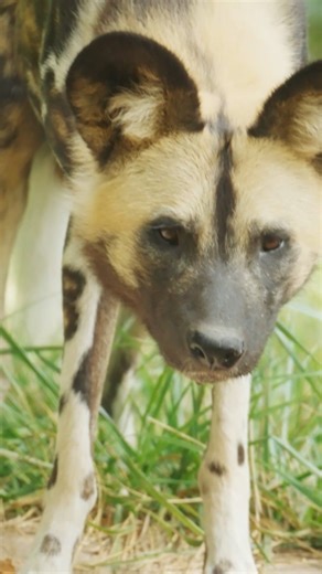 1.7K views · 40 reactions |  Spot the difference? Every African painted dog rocks a one-of-a-kind coat!  #BinderParkZoo #PaintedDogs | Binder Park Zoo | Facebook