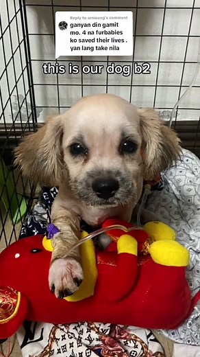 16K views · 161 reactions | Bitwo was diagnosed with Parvo last October 2022 #furbabies #furparents #furmom #nanosilver #NanoSilverByNatures CHECK LINKS IN THE COMMENT BELOW | Nano Silver Philippines By Nature's | Facebook