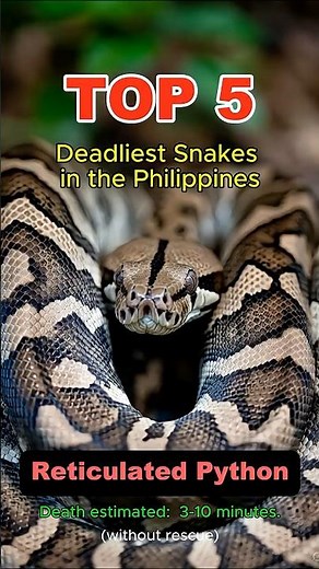 5 Deadliest Snakes in the Philippines