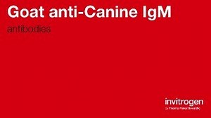 Goat anti-Canine IgM secondary antibodies from Thermo Fisher Scientific