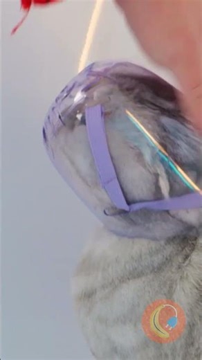 😻🚿 Genius Cat Muzzle 💦 Stress-Free Bathing