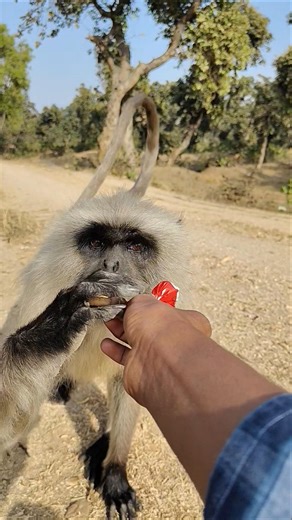 chute Langur! His Face Says Everything! 😲🐒