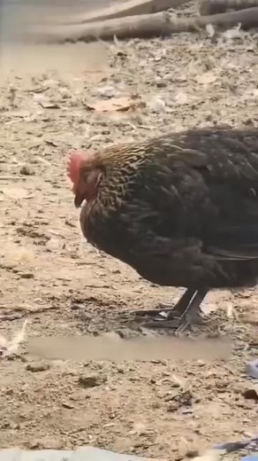 🇰🇪 Protect Your Poultry Now! 🚨 Stop outbreaks in 24 hours with Wenlikang – the natural shield for your flock. ✅ Kills 99% of viruses (avian flu, diarrhea & fever) ✅ Works fast – see improvement within hours ✅ Natural formula – safe for layers & broilers ✅ Easy to use – just mix in drinking water 🚚 FREE delivery across Kenya 💵 Pay on delivery – no risk 👉 [Order Now – Save Your Flock Today!] https://www.speeddget.com//cbcb58ac | SPEED GET