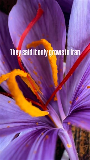 They said it couldn’t be done…For generations, people believed saffron could only grow in faraway places—like Iran.But the truth?This rare, beautiful spice can bloom right here… in your own backyard.🌱 One delicate flower holds the world’s most treasured spice🪻 Grows in Zones 4–10—no experience needed💧 Low water, low effort, and high rewardWatching your first saffron flower open is something special.It’s not just a plant—it’s proof that even the rarest things can grow where you least expect.✨ 