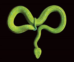 Stunning snake portraits