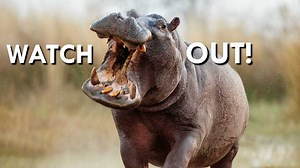36 reactions · 3 comments | Hippos are not as cute as you might think. They will often attack without warning! They also like to spray their poop like a sprinkler. | Animalogic | Facebook