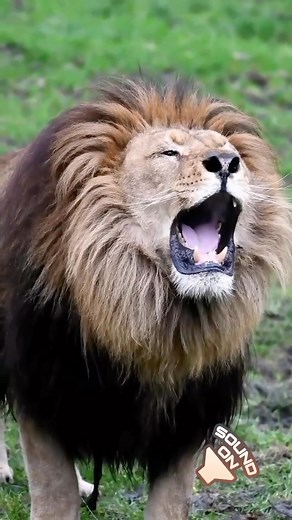 7.2K views · 16 reactions | A Lions Roar can be heard up to 8km away! 女 Incredible video by @timothyraymondphotography #lionroar #lion #africansafarimag Www.africansafarimag.com | African Safari Mag | Facebook