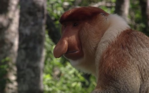 【人文自然纪录片|沙巴：马来西亚婆罗洲】Sabah: Malaysian Borneo（生肉）