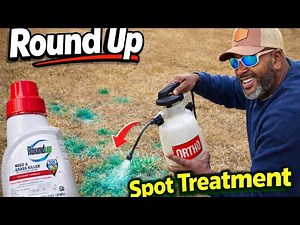 The ONLY Time You Should Use RoundUp on Bermuda Grass