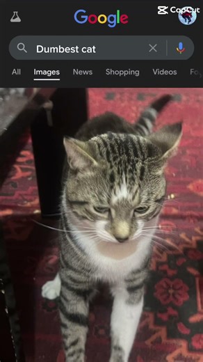 Write a statement I have the dumbest car on the Internet