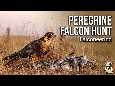 Peregrine Falcon Hunting 🦅 | Falconeering