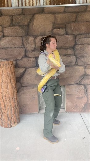 STICK ‘EM UP everybody I’m robbing this place 🐍🤠 #bearizona #wildlifepark #burmesepython #python #snake #stickemup | Bearizona