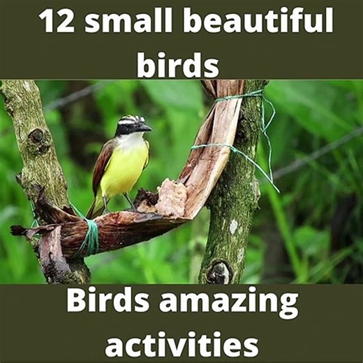 12 small and beautiful birds and their amazing activities