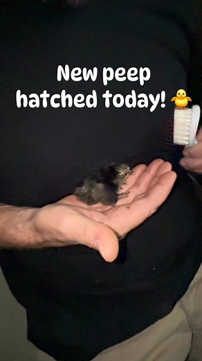 New Peep hatched ! 🐣 | Jennifer MacKay