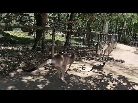 走るカンガルー/オーストラリア Jumping Kangaroos in Australia