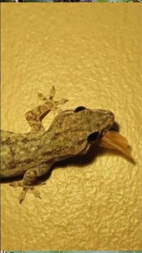 sound of gecko inside the house #gecko #geckosound