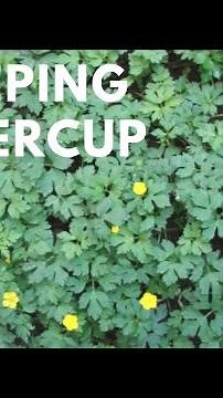 Creeping Buttercup - TN Nursery