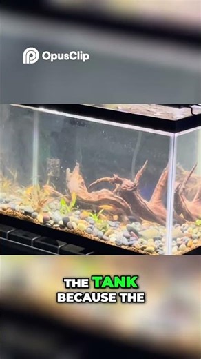 Golden White Cloud Mountain Minnows Feeding & Tank Care #aquarium#minnows