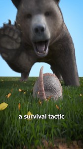 Armadillos Jump Into Oncoming Cars 😱 | Zack D. Films