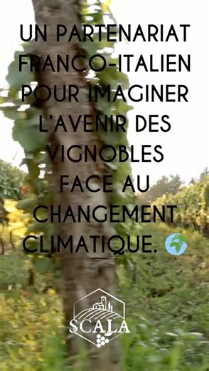 欄 Un partenariat transfrontalier pour les vignobles de demain !...