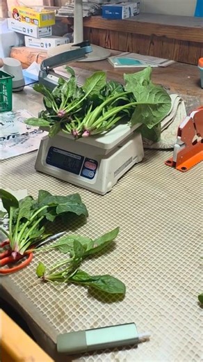 ほうれん草出荷を始めた