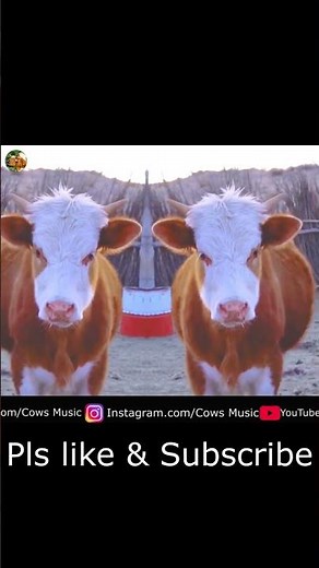 Cows Music Short 2 | Cow Singing & Dancing