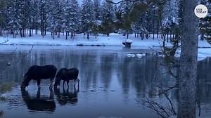 Beautiful pair of moose spotted enjoying an evening stroll at Island Park, Idaho