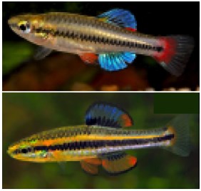 Why so blue? The determinants of color pattern in killifish, Part I ‣ Data Nuggets