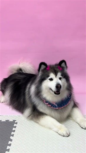 Behind-the-Scenes: Adorable Alaska Moments! AlaskaC