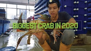 Hello Everyone! Check out this video on the biggest crab that we have seen in a while! It weights up to 1.4kg! We took the crab out for our routine health check! PS: We conduct monthly courses for those interested in mud crab aquaculture, for more info drop us a PM with your email, full name and mobile number! Check out our website at https://www.ras-aquaculture.com/ Facebook Page at https://web.facebook.com/RASAquaculture/ | RAS Aquaculture
