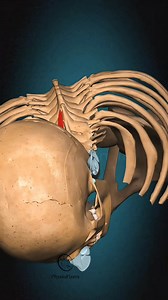 132K views · 1.7K reactions | Spinalis cervicis muscle action Vertebral column: Lateral flexion | PhysioFixers | Facebook
