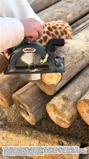 The Correct Way to Prune Tree Branches | Flush Cut vs Collar Cut Explained.