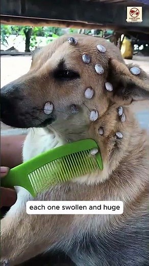 Hundreds of Ticks Cover This Dog’s Head and Body | Extreme Dog Tick Infestation Removal