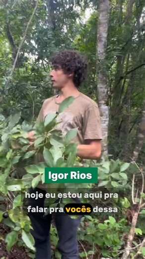 Árvores e Rios 🌱 on Instagram: "O Marmelinho do Cerrado, ou Cordiera sessilis, é uma fruta nativa do bioma brasileiro, um arbusto de médio porte, com frutos doces, gostosos e perfumados. Espécie importante para a fauna, atraindo animais e auxiliando na recuperação de áreas degradadas, sendo um patrimônio do Cerrado que precisa de preservação. Essa coleta foi feita no município de Bonito, Mato Grosso do Sul, próximo ao morro de São Mateus."