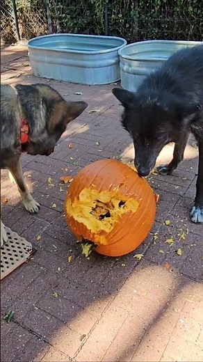 Amazing Health Benefits for Dogs Eating Pumpkin