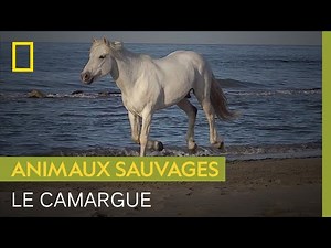 The Camargue, a small, rustic horse from the south of France