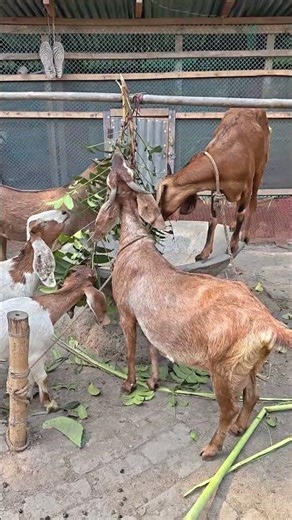 Dairy Goat Farming | High-Yield Milk Production & Care #shortvideo