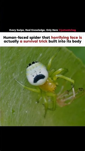 Spider With A Human Face? Science Explains #facts #scienceexplained